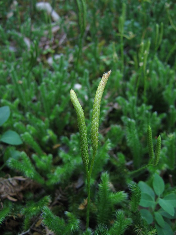 Lycopodium clavatum